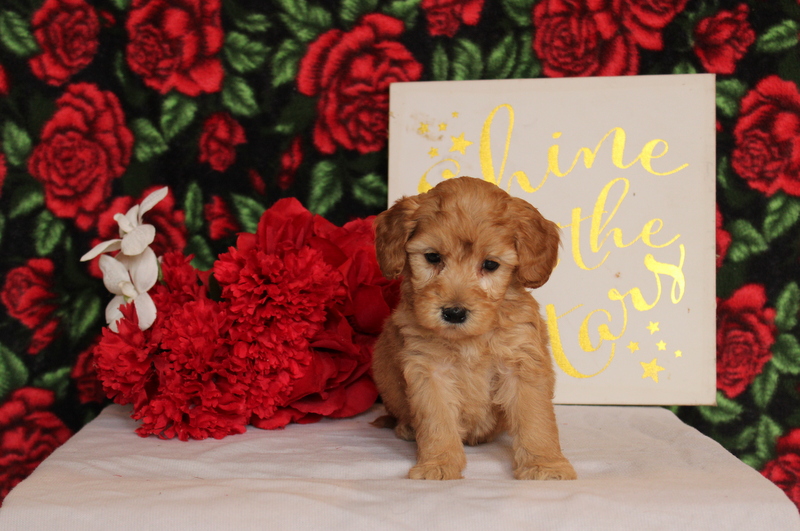 puppy, for, sale, Mini Goldendoodle F2, Matthew B. Stoltzfus, dog, breeder, Gap, PA, dog-breeder, puppy-for-sale, forsale, nearby, find, puppyfind, locator, puppylocator, aca